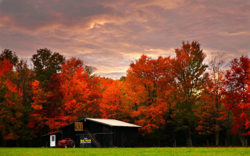 Картинка virginia природа лес осень