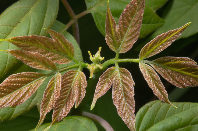 Обои картинки фото природа, листья, ветка