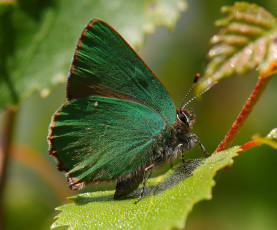 Картинка животные бабочки бабочка