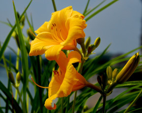 Картинка цветы лилии +лилейники цвеок трава