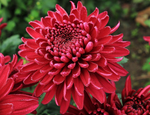 обоя цветы, хризантемы, бордо