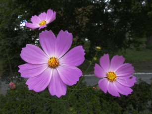 Картинка цветы космея лепестки