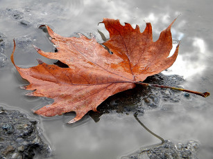 Картинка природа листья лужа