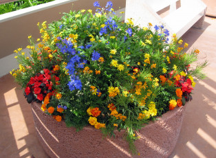 Картинка цветы разные+вместе сад вербена бархатцы