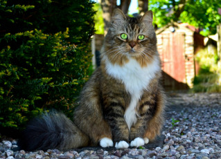 Картинка животные коты кот дорожка гравий