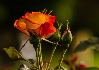 Картинка цветы розы лепестки бутон роза