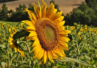 Картинка цветы подсолнухи поле
