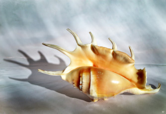 Картинка разное ракушки +кораллы +декоративные+и+spa-камни ракушка