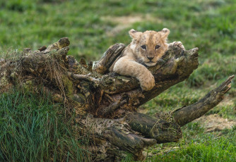 Картинка животные львы малыш коряга