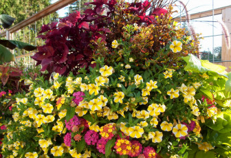 Картинка цветы разные+вместе композиция петунья