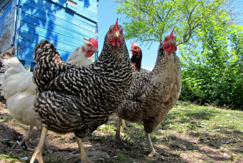 Картинка животные куры +петухи двор