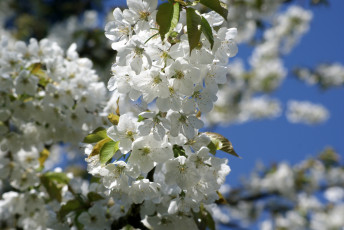 Картинка цветы цветущие+деревья+ +кустарники весна