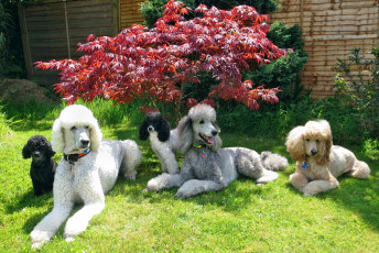 Картинка животные собаки пудели лужайка