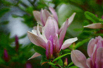 Картинка цветы магнолии цветок листья дерево