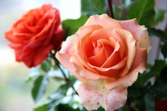 Картинка цветы розы розовый