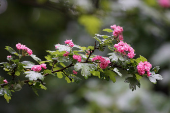 Картинка цветы цветущие+деревья+ +кустарники листья ветка цветки роса