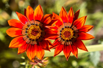 Картинка цветы газания тычинки лепестки