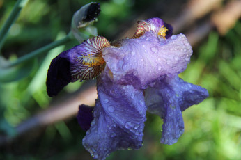 Картинка цветы ирисы лепестки цветок