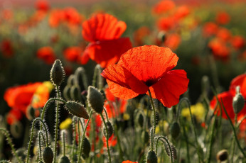 Картинка цветы маки красный