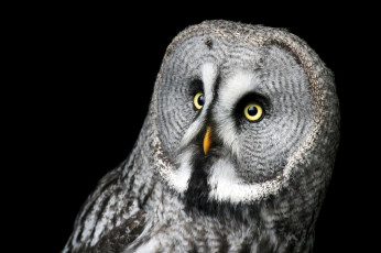 Картинка животные совы бородатая неясыть