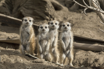 Картинка животные сурикаты сторожевые