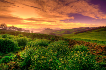 Картинка природа поля закат