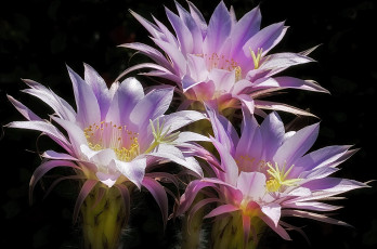 Картинка цветы кактусы розовый