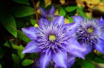 Картинка цветы клематис+ ломонос фиолетовый