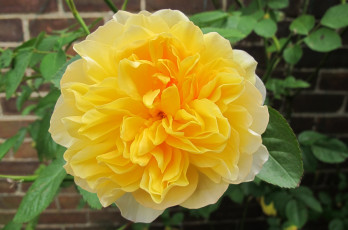 Картинка цветы розы роза бутон лепестки