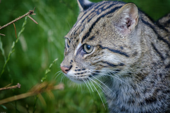 Картинка животные дикие+кошки кошка-рыболов