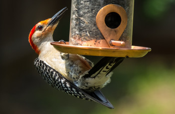 Картинка животные дятлы кормушка дятел