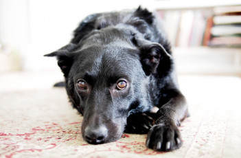 Картинка животные собаки собака