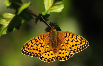 Картинка животные бабочки бабочка