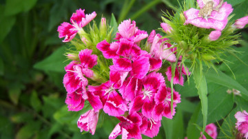 Картинка цветы гвоздики розовые