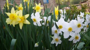 Картинка цветы нарциссы белые разные много жёлтые