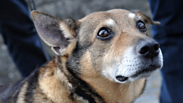 Картинка животные собаки грусть взгляд