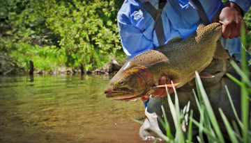 Картинка животные рыбы форель рыбак улов