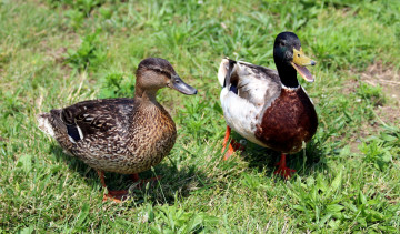 Картинка животные утки трава луг