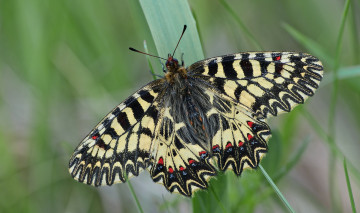 Картинка животные бабочки бабочка