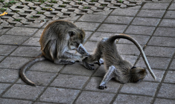 Картинка животные обезьяны тротуар