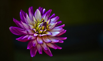 Картинка цветы георгины лепестки цветок