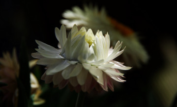 обоя цветы, бессмертник, лепестки