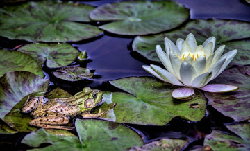 Картинка животные лягушки лилии водоем лягушка