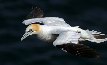 Картинка животные олуши полет птица