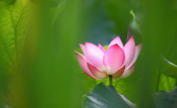 обоя цветы, лотосы, листья, лотос