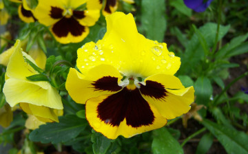 Картинка цветы анютины+глазки+ садовые+фиалки росса жёлтые