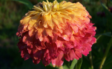 Картинка цветы цинния двухцветный