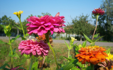 Картинка цветы цинния разные