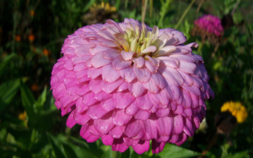 Картинка цветы цинния розовый