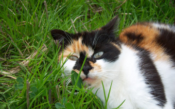 Картинка животные коты кошка